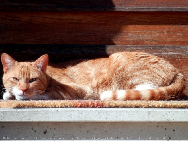 Photo de Chat domestique