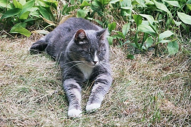 Photo de Chat domestique