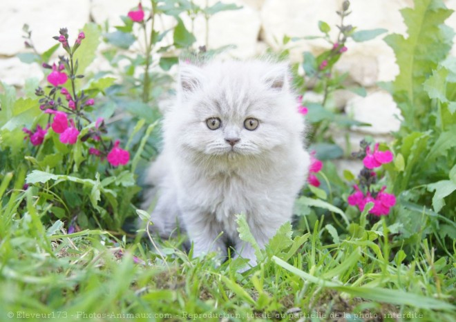 Photo de British longhair