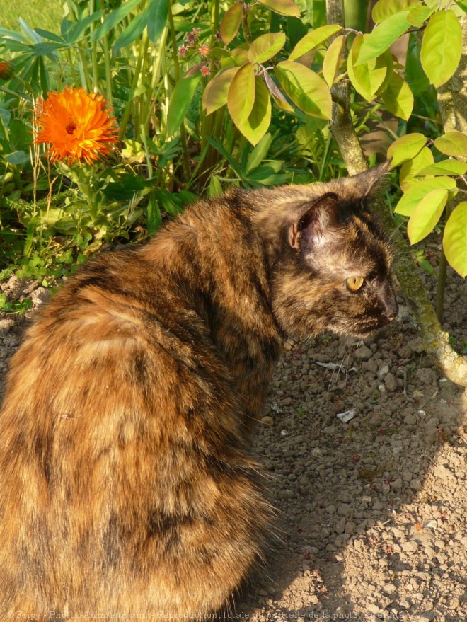 Photo de Chat domestique