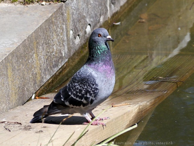 Photo de Pigeon