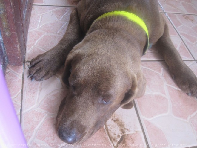 Photo de Labrador retriever