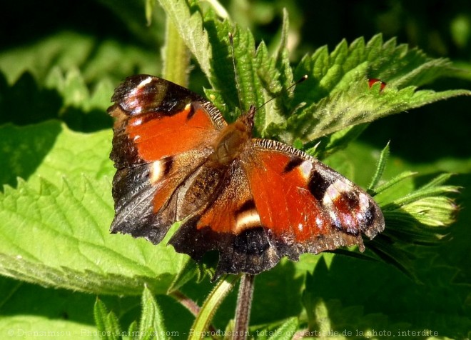 Photo de Papillon - paon du jour