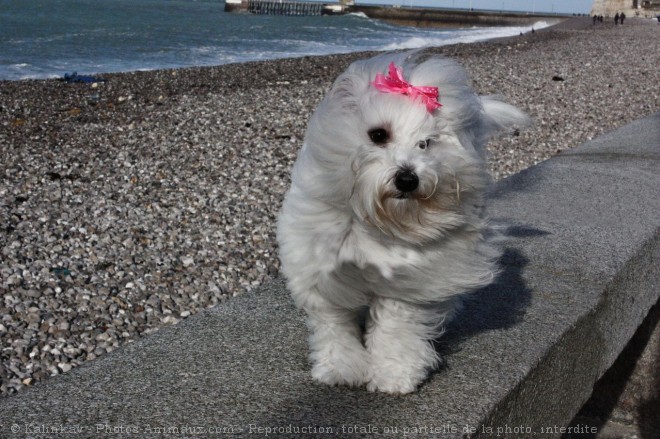 Photo de Coton de tulear