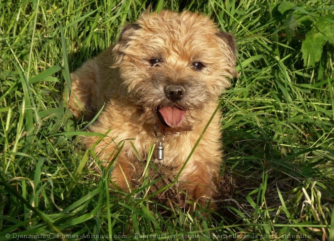 Photo de Border terrier