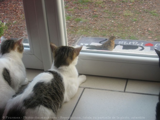 Photo de Chat domestique