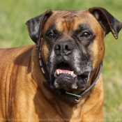 Photo de Boxer