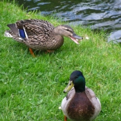 Photo de Canard colvert