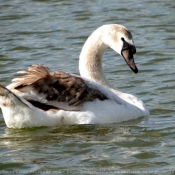 Photo de Cygne