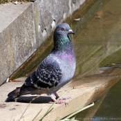 Photo de Pigeon