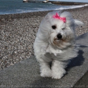 Photo de Coton de tulear