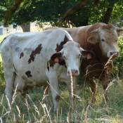 Photo de Vache