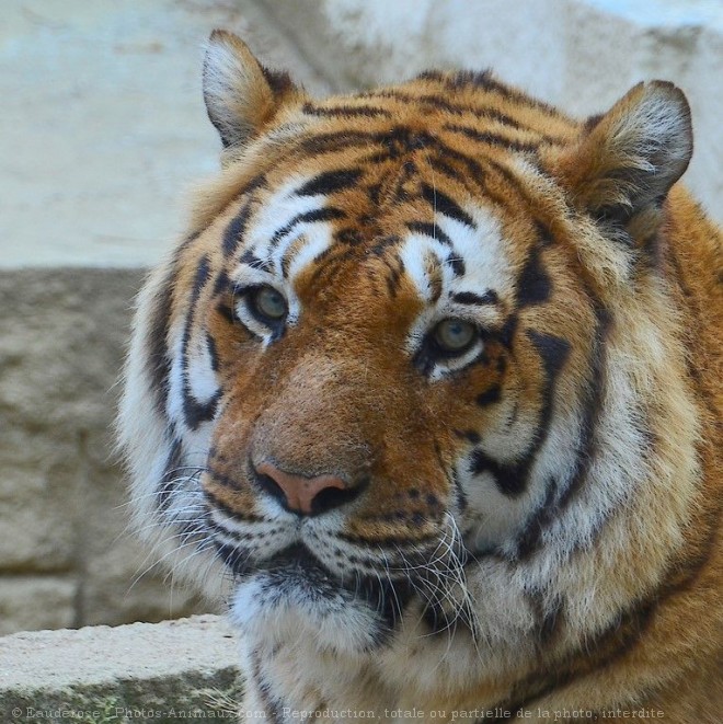 Photo de Tigre