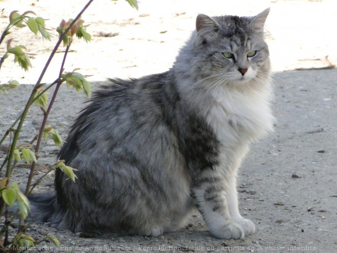 Photo de Chat domestique