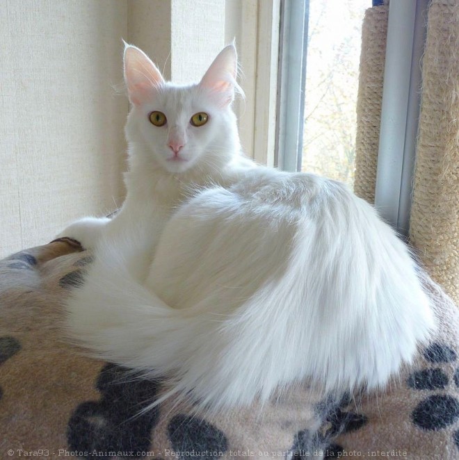 Photo d'Angora turc