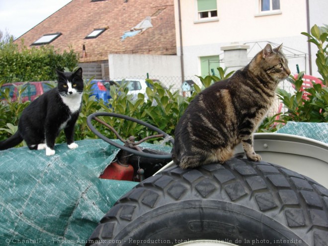 Photo de Chat domestique