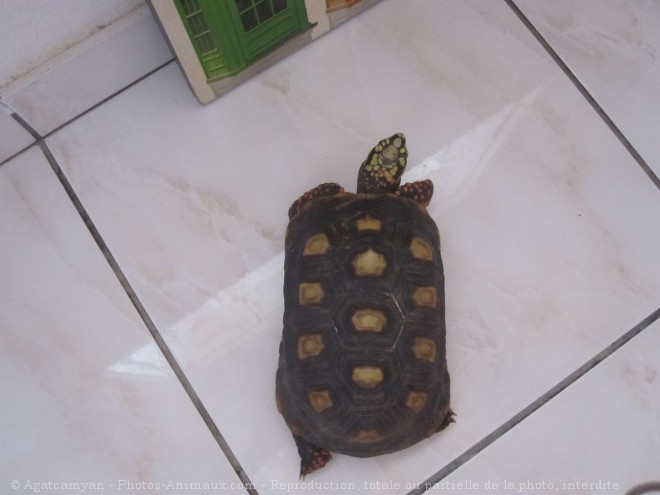 Photo de Tortue