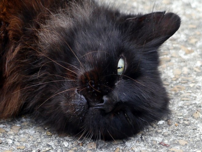 Photo de Chat domestique