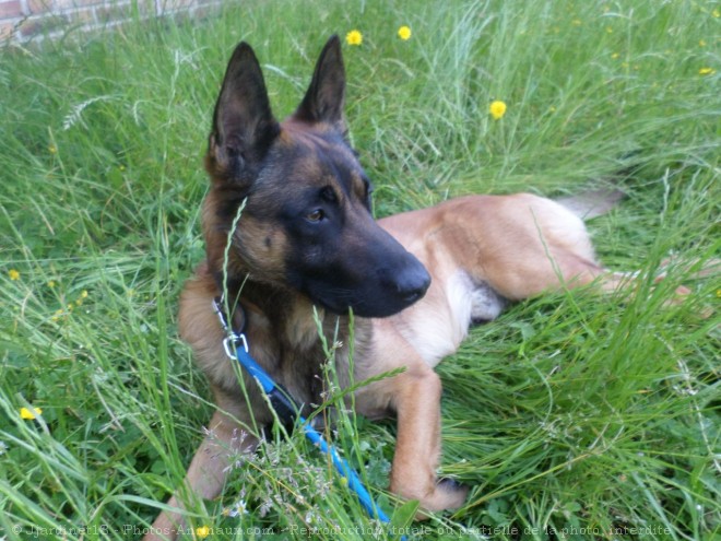 Photo de Berger belge malinois