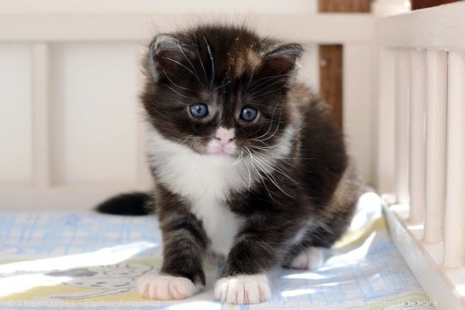 Photo de Maine coon