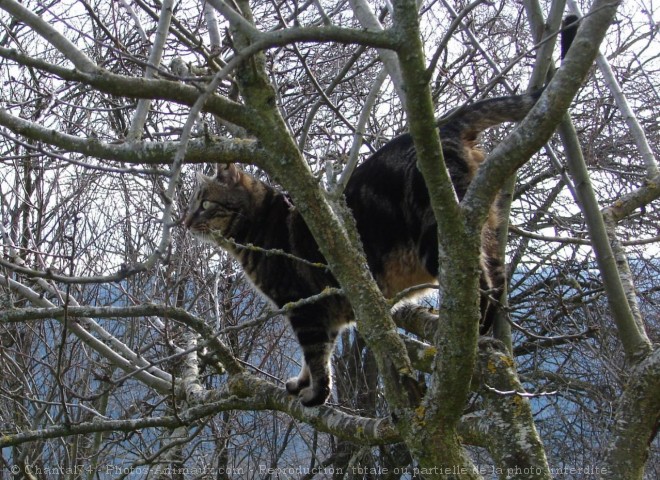 Photo de Chat domestique