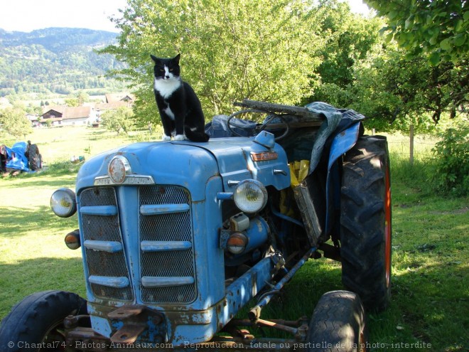 Photo de Chat domestique