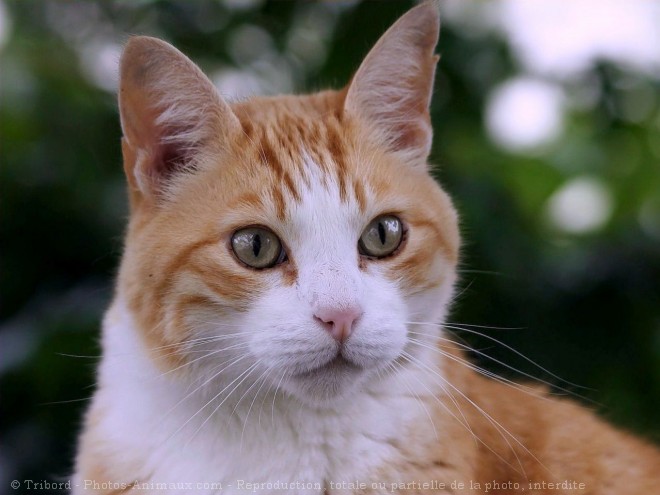 Photo de Chat domestique