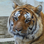 Photo de Tigre