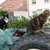 Photo de Chat domestique