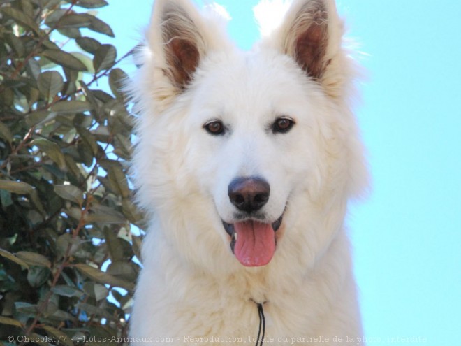 Photo de Berger blanc suisse