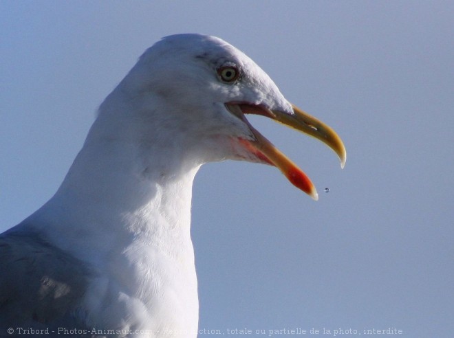 Photo de Goeland