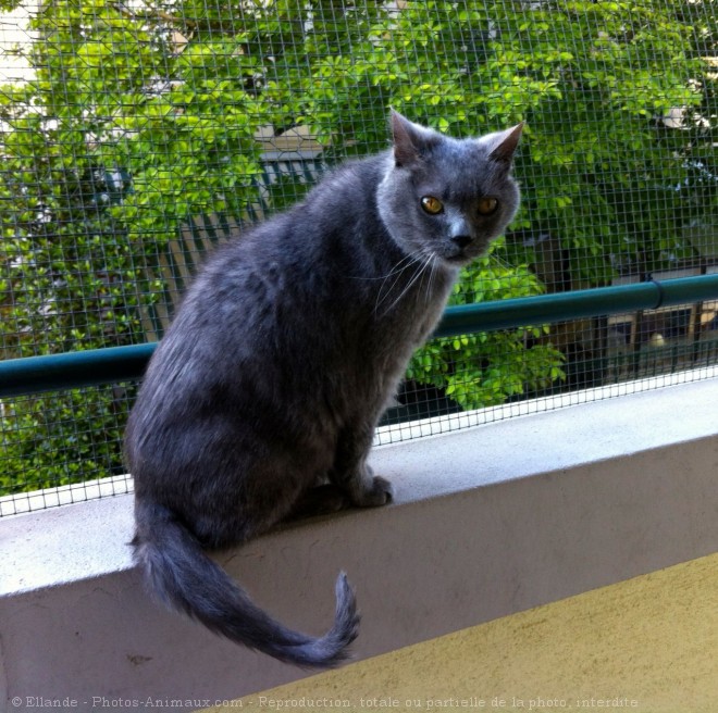 Photo de Chartreux