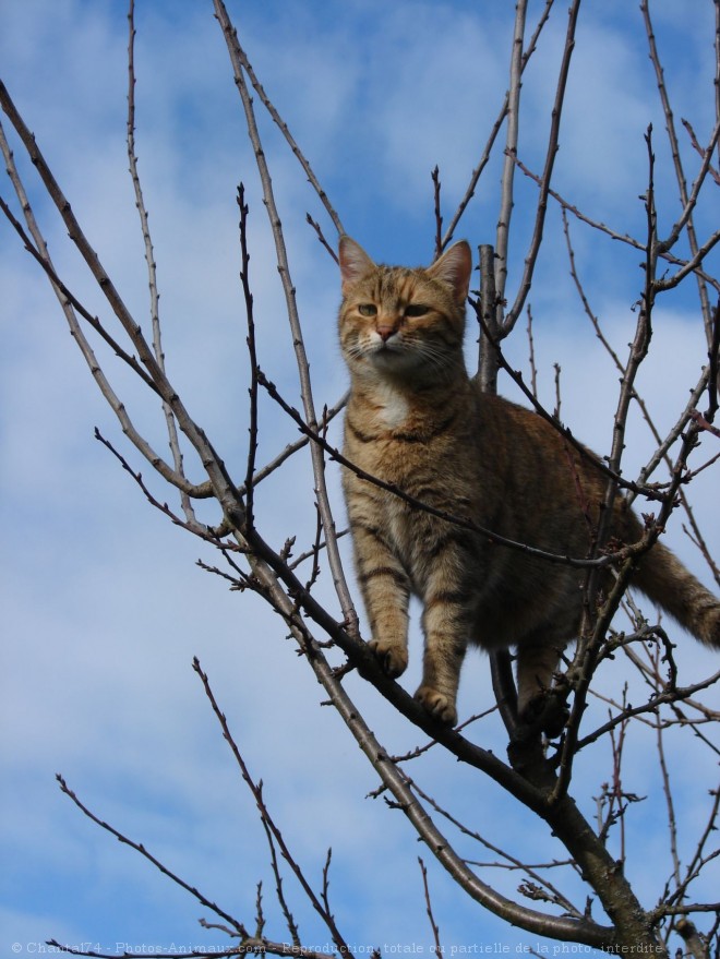 Photo de Chat domestique