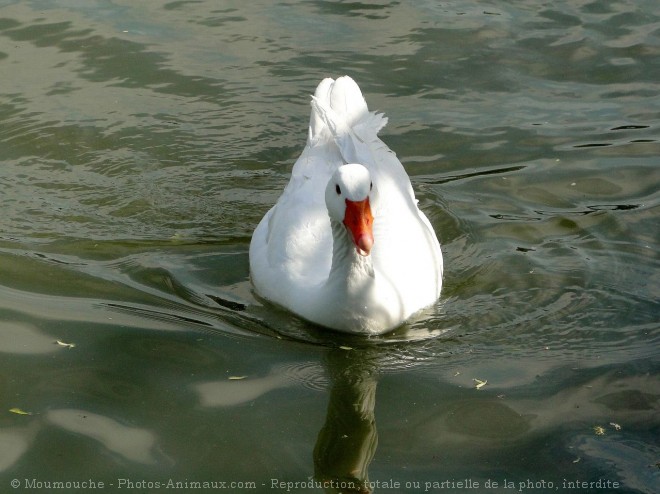 Photo d'Oie blanche