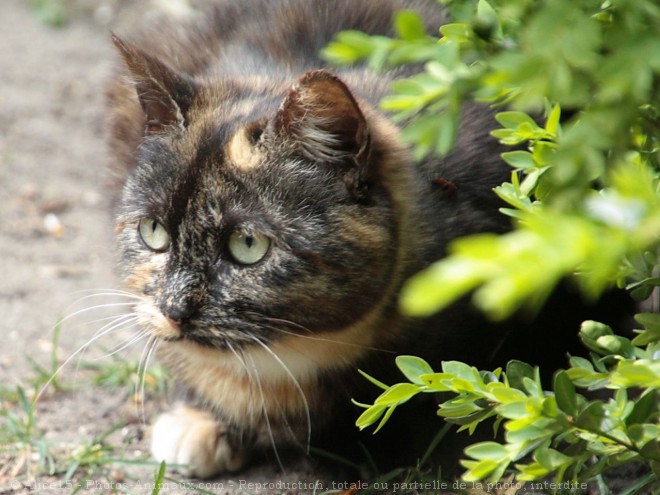 Photo de Chat domestique