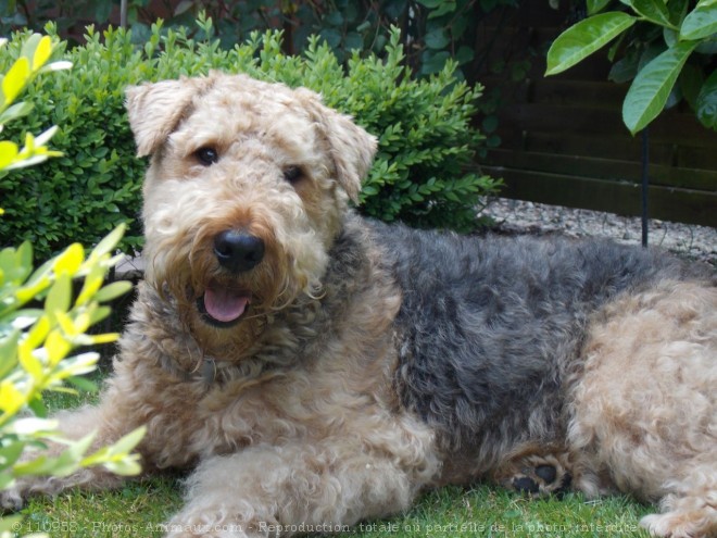 Photo d'Airedale terrier