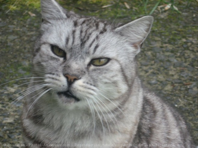 Photo de Chat domestique