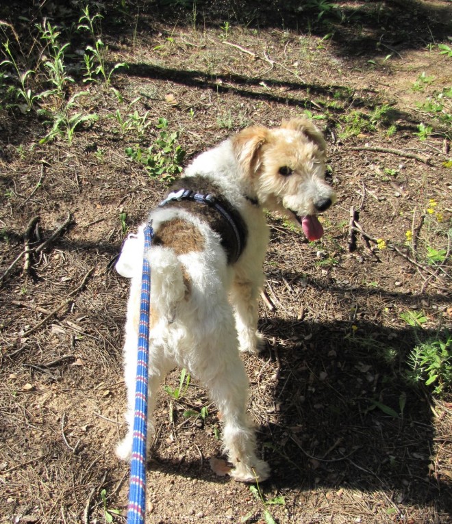 Photo de Fox terrier  poil dur