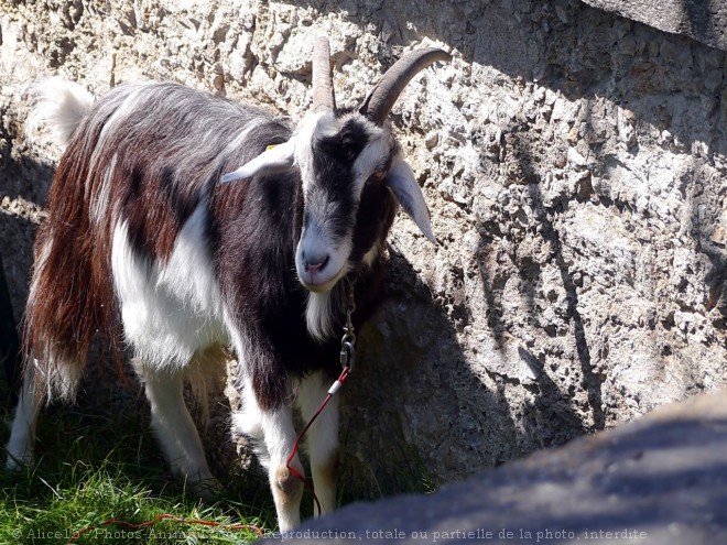 Photo de Chvre