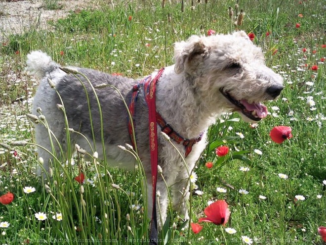 Photo de Fox terrier  poil dur