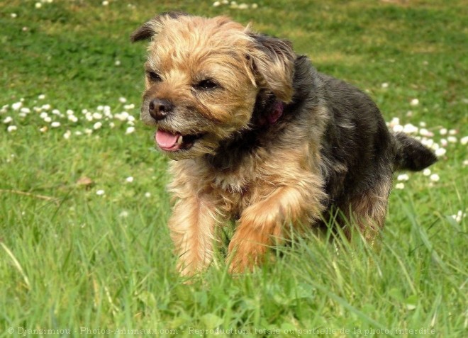 Photo de Border terrier