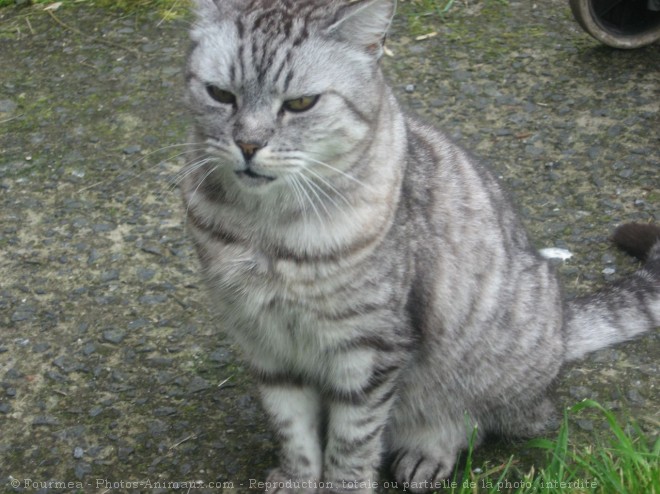 Photo de Chat domestique