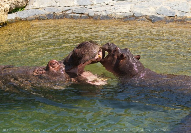 Photo de Hippopotame