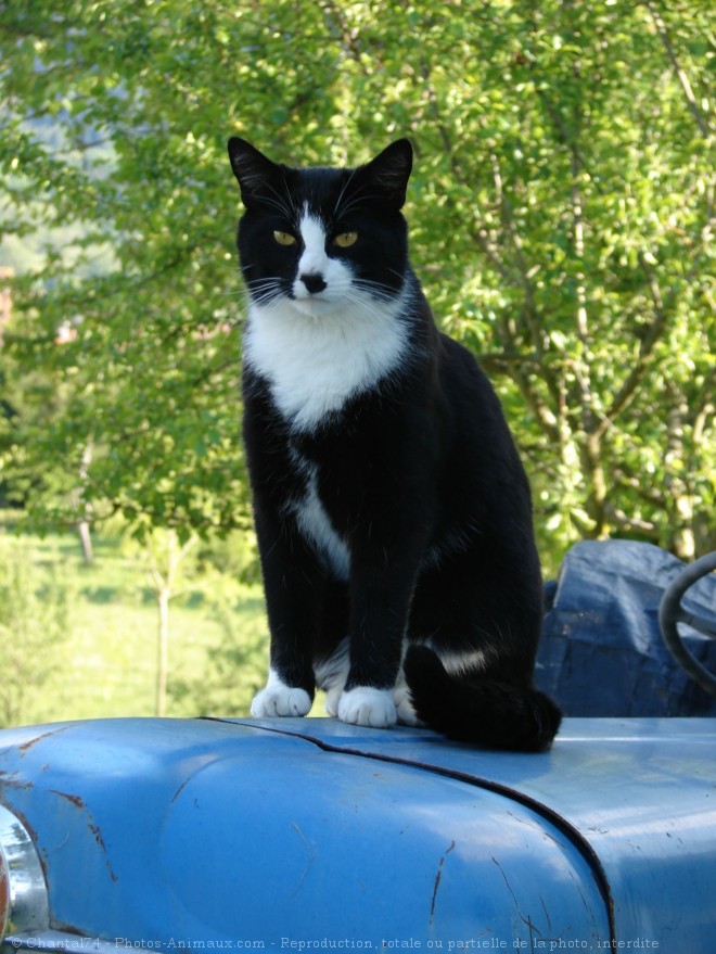 Photo de Chat domestique