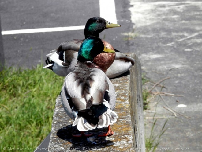 Photo de Canard colvert