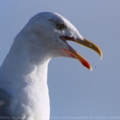 Photo de Goeland