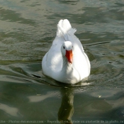 Photo d'Oie blanche