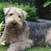 Photo d'Airedale terrier