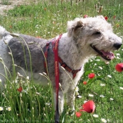 Photo de Fox terrier  poil dur