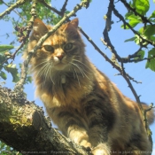 Photo de Chat domestique